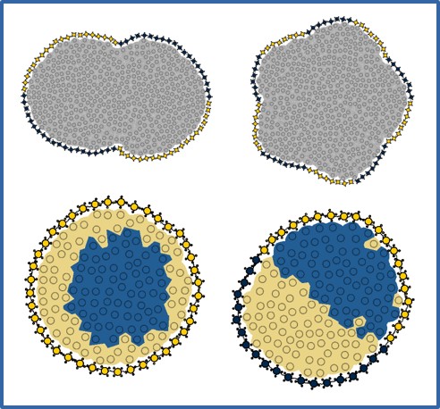 controlling-shape-and-pattern-in-active-colloidal-cells.jpg