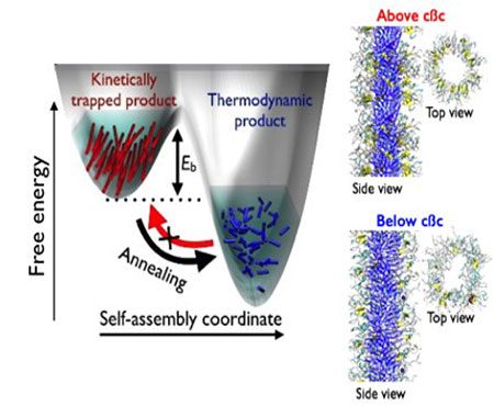 energy-landscapes-and-functions-of-self-assembling-peptide-amphiphile-nanofibers.jpg