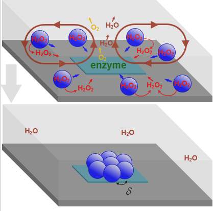 enzymatic-reactions-convectively-aggregate-microcapsules-modeling-self-assembly-of-protocells.png